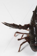 Spinycheek crayfish