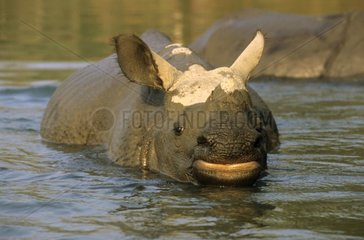 Indian rhinoceroses in water Chitwan NP Nepal