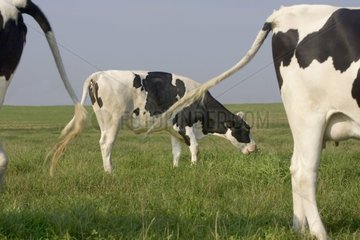 Cows Prim' Holstein grazing France