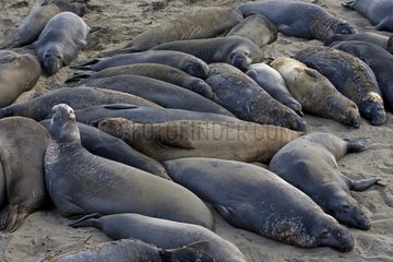 Gathering Northern Elephant Seals California USA