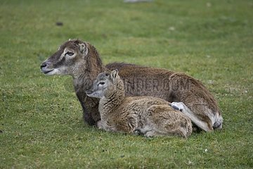 Mouflon ewe and lamb Highland Wildlife Park Scotland