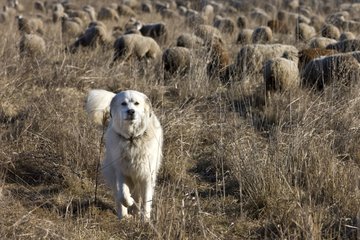 Patou sheepdog keeping a flock of Sheep France