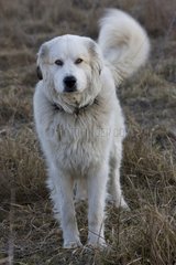 Pyrenean mountain dog in Provence France