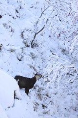 Chamois eating in snow France