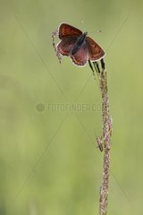 American copper butterfly on a stem