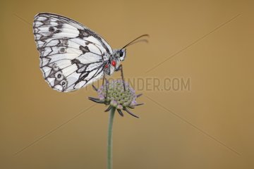 Marbled white on a flower Alsace France
