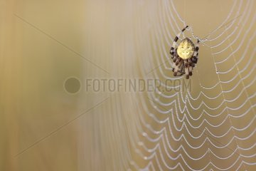 Cross orbweaver on its cobweb France