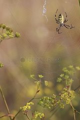 Wasp spider on its cobweb France