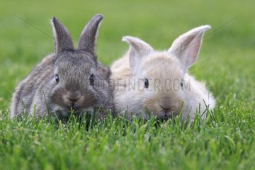 Young domestic rabbits in grass France