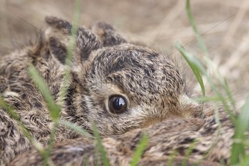 Young European hare France