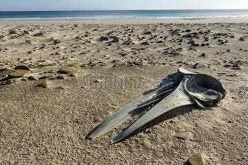 Sei whale skeleton on the beach - falklands islands