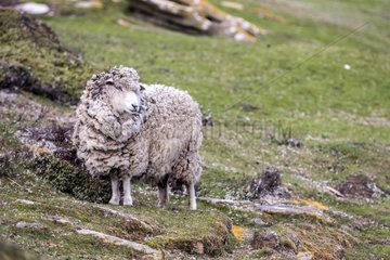 Sheep on Falklands Islands