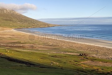 Coastal landscape on Saunders Island - Falklands