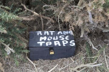 Rat trap near houses - Falklands