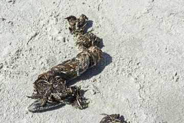 Feces of Leopard Seal on the beach - Falklands