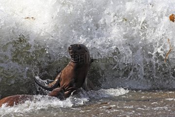 Young Sea Lions playing in the waves on the seashore