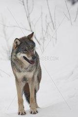 Häufiger grauer Wolf im Schnee im Winter Finnland vorsichtig