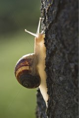 Snail climbing on a trunk in a garden of Provence France