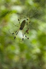 Spider on is web Tortuguero Costa Rica