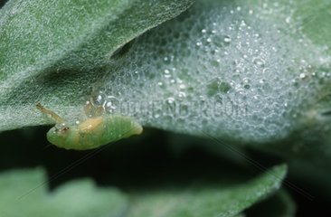 Cicadelle écumeuse pondant sous une feuille