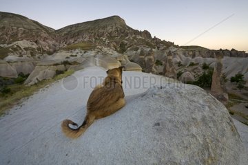 Horse in front of fairy chimneys Cappadocia Turkey