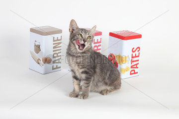 Kitten yawning in front of food boxes on white background