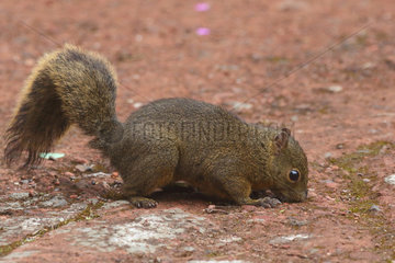 Red-tailed squirrel eating on ground - Costa Rica