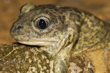 Natterjack Toad und Pelobate Paarung Frankreich