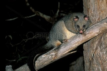 Brushtail possum observing of night top of a branch