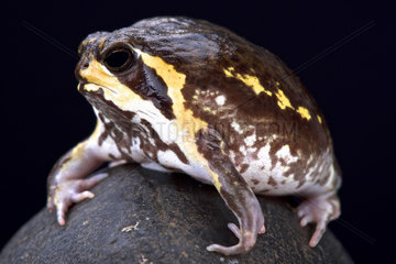 Mozambique rain frog (Breviceps mossambicus)