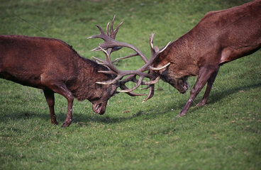 Red Deer (Cervus elaphus) males fighting  France