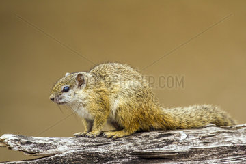 Smith's bush squirrel (Paraxerus cepapi)  Kruger national park  South Africa