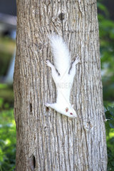 Albino Eastern gray squirrel on a trunk - Minnesota USA