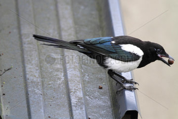 Black-billed Magpie (Pica pica) young with berry on a roof