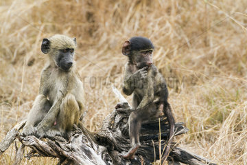 Chacma baboon (Papio ursinus) sitting on a stump  Kruger National park  South Africa