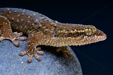 Fishscaled gecko (Geckolepis maculata)  Madagascar