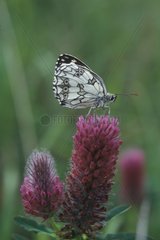 Elsace Frankreich halb enttäuschender Schmetterling