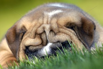 Welpenhund des englischen Schlafens im Gras Frankreich