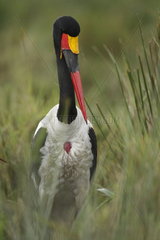 Portrait of a Saddle-billed stork (Ephippiorhynchus senegalensis)  Maasai Mara  Kenya
