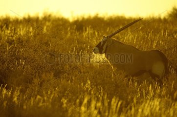 An Oryx (Oryx gazella gazella)  in the Kalahari dunes in the early morning  Kgalagad Transfrontier Park  North Cape  South Africa