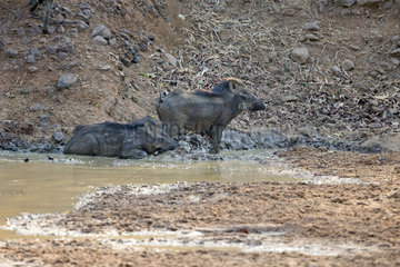 Indian Wild boars at the waterhole - Tadoba Andhari India