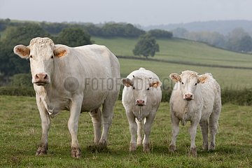 Charolais Kuh mit Zwillingskälber in einer Wiese