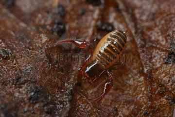 Pseudoscorpion (Pseudoscorpiones) under a bed of dead leaves  Alsace  France.