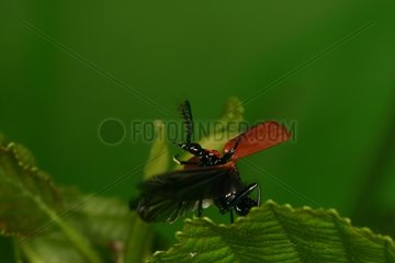 Coleoptere landing on a leaf Moeraske Evere