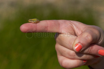 Young of The Mediterranean tree frog or stripeless tree frog on a finger (Hyla meridionalis) in finger  Montpellier South of France