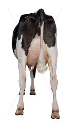 Rückenaufnahme einer Holstein -Kuh im Studio