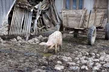 Outdoor -Züchtung eines Schweins -Rumäniens