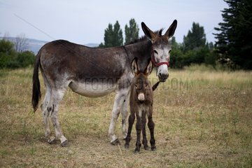 Female Ass and its Ass's Foal in a meadow