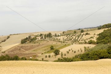 Agricultural landscape in Tuscany Italy