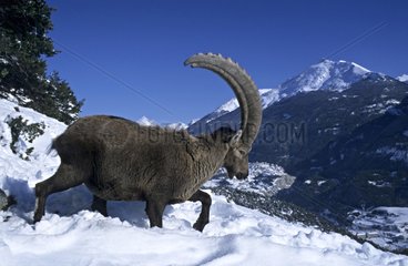 Ibex of the Alps in snow with the PN of Vanoise